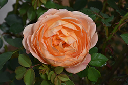 Lady Of Shalott Rose (Rosa 'Ausnyson') at Stonegate Gardens