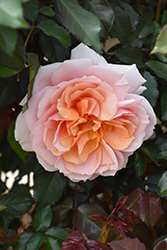 Sunbelt Soul Sister Rose (Rosa 'KORconvent') at Lakeshore Garden Centres