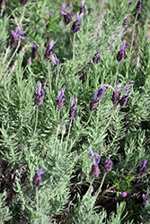 Purple Ribbon Lavender (Lavandula stoechas 'Purple Ribbon') at Stonegate Gardens