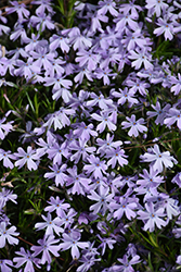 Spring Lavender Moss Phlox (Phlox subulata 'Spring Lavender') at Stonegate Gardens