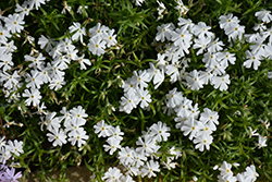 Spring White Moss Phlox (Phlox subulata 'Spring White') at Stonegate Gardens