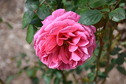Dee-Lish Rose (Rosa 'Meiclusif') at Stonegate Gardens