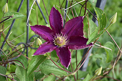 Volcano Clematis (Clematis 'Mazowsze') at Lakeshore Garden Centres