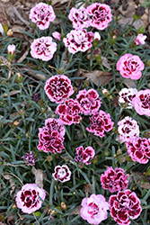 Odessa Pierrot Pinks (Dianthus caryophyllus 'HILPROT') at Stonegate Gardens