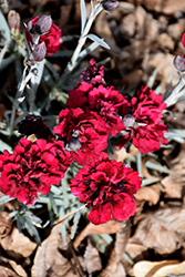 Odessa Red Pinks (Dianthus caryophyllus 'Odessa Red') at Stonegate Gardens