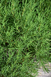 Green Lavender Cotton (Santolina rosmarinifolia) at Stonegate Gardens
