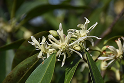 White-flowered Florida Anise Tree (Illicium floridanum 'Album') at Stonegate Gardens