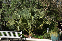 Cabbage Palm (Sabal palmetto) at Stonegate Gardens