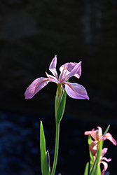 Copper Iris (Iris fulva) at Stonegate Gardens