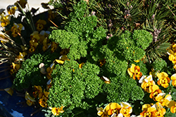 Krausa Parsley (Petroselinum crispum 'Krausa') at Stonegate Gardens
