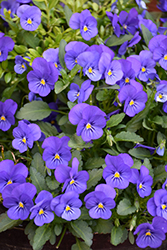 Sorbet True Blue Pansy (Viola 'Sorbet True Blue') at Stonegate Gardens