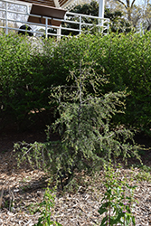 Blue Angel Narrow Lebanon Cedar (Cedrus libani 'Blue Angel') at Lakeshore Garden Centres