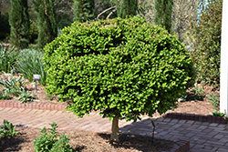 Common Boxwood (tree form) (Buxus sempervirens '(tree form)') at Lakeshore Garden Centres