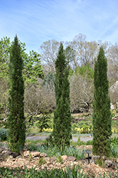 Blue Italian Cypress (Cupressus sempervirens 'Glauca') at Lakeshore Garden Centres