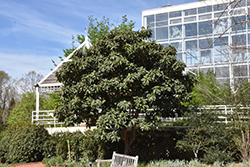 Loquat (Eriobotrya japonica) at Stonegate Gardens