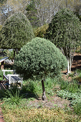 Carolina Sapphire Arizona Cypress (tree form) (Cupressus arizonica 'Carolina Sapphire (tree form)') at Stonegate Gardens
