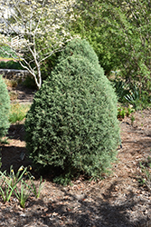 Carolina Sapphire Arizona Cypress (topiary) (Cupressus arizonica 'Carolina Sapphire (topiary)') at Stonegate Gardens
