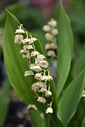 Lily-Of-The-Valley (Convallaria majalis) at Lakeshore Garden Centres