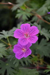 Tiny Monster Cranesbill (Geranium 'Tiny Monster') at Lakeshore Garden Centres