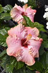 Big Kahuna Hibiscus (Hibiscus rosa-sinensis 'Big Kahuna') at Stonegate Gardens