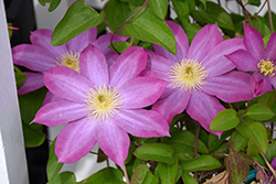 Pink Champagne Clematis (Clematis 'Pink Champagne') at Lakeshore Garden Centres