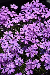 Purple Beauty Moss Phlox (Phlox subulata 'Purple Beauty') at Stonegate Gardens