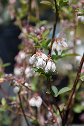 Climax Rabbiteye Blueberry (Vaccinium ashei 'Climax') at Stonegate Gardens
