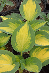 Forbidden Fruit Hosta (Hosta 'Forbidden Fruit') at Lakeshore Garden Centres