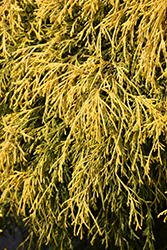 Paul's Gold Threadleaf Falsecypress (Chamaecyparis pisifera 'Paul's Gold') at Stonegate Gardens
