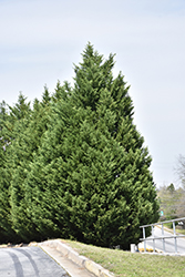 Leyland Cypress (Cupressocyparis x leylandii) at Stonegate Gardens