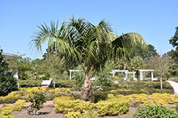 Mule Palm (Butiagrus nabonnandii) at Stonegate Gardens