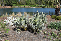 Silver Saw Palmetto (Serenoa repens var. sericea) at Stonegate Gardens