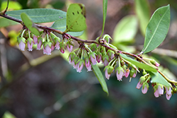 Fetterbush (Lyonia lucida) at Stonegate Gardens