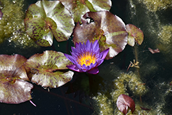 Panama Pacific Tropical Water Lily (Nymphaea 'Panama Pacific') at Stonegate Gardens