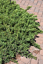 Blue Pacific Shore Juniper (Juniperus conferta 'Blue Pacific') at Lakeshore Garden Centres