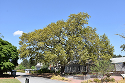 Southern Live Oak (Quercus virginiana) at Stonegate Gardens