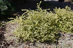 Lemon Zest Abelia (Abelia x grandiflora 'Hopleys') at Stonegate Gardens