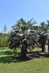 Mexican Blue Palm (Brahea armata) at Stonegate Gardens