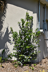 Yesterday Today And Tomorrow (Brunfelsia pauciflora) at Lakeshore Garden Centres