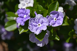 Yesterday Today And Tomorrow (Brunfelsia pauciflora) at Lakeshore Garden Centres