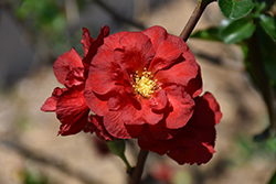 Double Take Scarlet Flowering Quince (Chaenomeles speciosa 'Scarlet Storm') at A Very Successful Garden Center