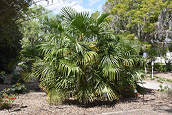 Windmill Palm (Trachycarpus fortunei) at Stonegate Gardens