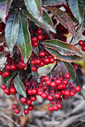 Red Hot Embers Coral Berry (Ardisia crenata 'sPG-3-001') at Stonegate Gardens