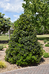 Oak Leaf Holly (Ilex 'Conaf') at Stonegate Gardens