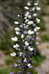 White False Indigo (Baptisia alba) at Lakeshore Garden Centres