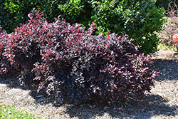 Purple Daydream Fringeflower (Loropetalum chinense 'PPI') at Stonegate Gardens