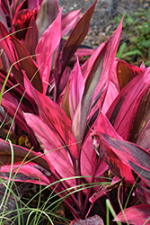 Red Sister Hawaiian Ti Plant (Cordyline fruticosa 'Red Sister') at Stonegate Gardens