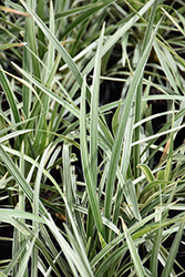 Aztec Grass Lily Turf (Liriope muscari 'Aztec Grass') at Lakeshore Garden Centres