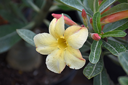 Yellow Desert Rose (Adenium obesum 'Yellow') at Stonegate Gardens