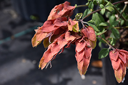 Red Shrimp Plant (Justicia brandegeeana 'Red') at Stonegate Gardens